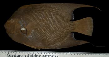 Media type: image; Ichthyology 4898